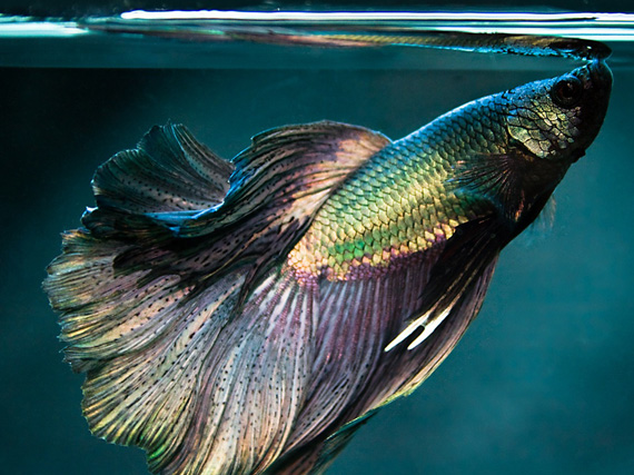 Betta splendens: el Luchador de Siam